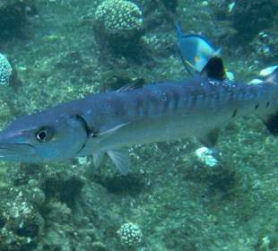 Schnorcheln im Happy Life Resort