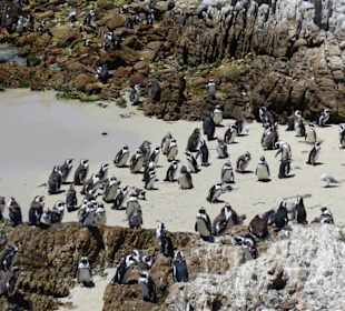 Stoney Point African Penguin Breeding Colony