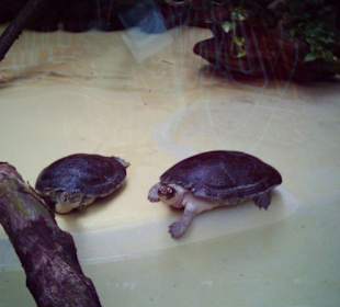 Schildkröten
