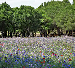 Blumenwiesen am Ufer des Lac de la Raho