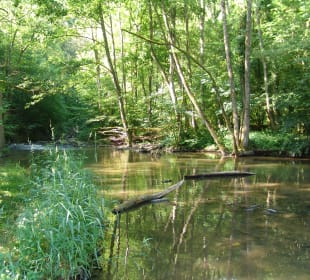 Auf dem Wanderweg zur Burg Eltz