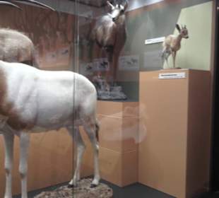 Zoologisches Museum