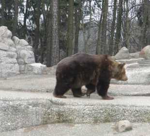 Ein Bär im Bärengehege an der Aleja Solidarności