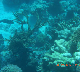 Подводный мир возле отеля