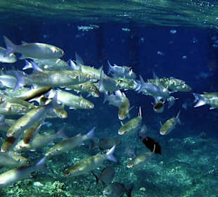 Schnorcheln macht Freude