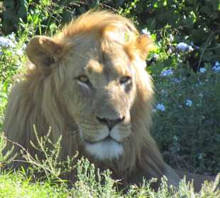 Tsitsikamma National Park