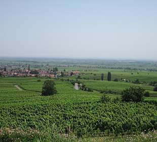 Blick in die Rheinebene