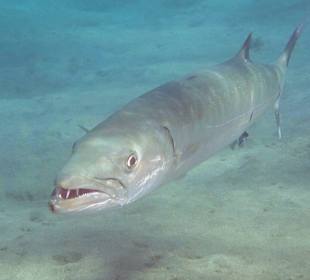 Großer Barrakuda im Trübwasser