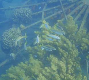 Schnorchelspaß direkt am Hotel