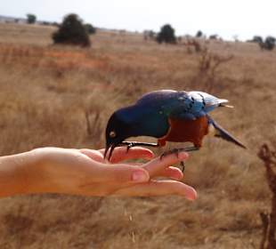 Die Vögel fressen einem aus der Hand