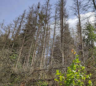 Wandern Benneckenstein