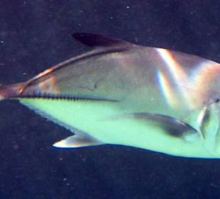 Fisch