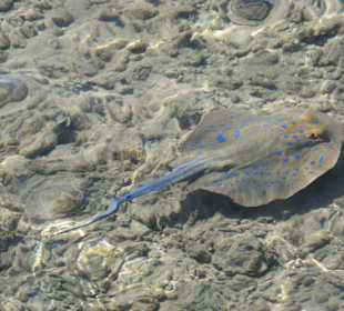 Rochen, ein Bewohner des Hausriffs