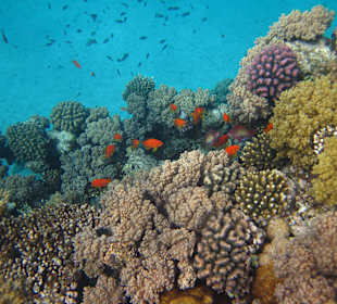 Hausriff vom "Citadel Azur"