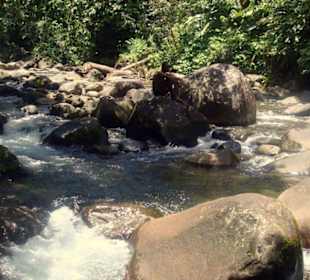 Flusskrebswasserfall