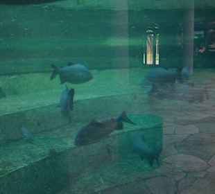 Zoo