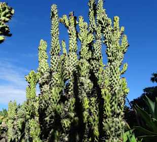 Im Kakteengarten von Mascarin