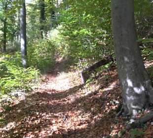 Premiumwanderweg hochgehkeltert Neuffen