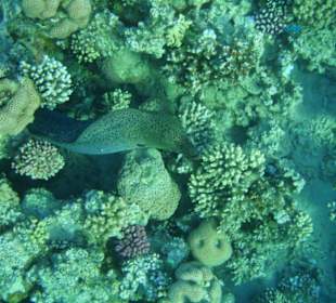 Hausriff Fort Arabesque