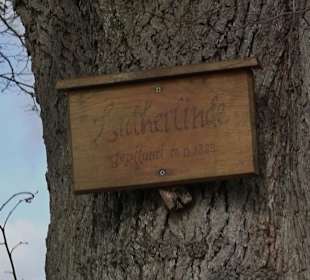 Naturdenkmal Lutherlinde