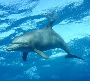 SimSim Rotes Meer Mai 2017