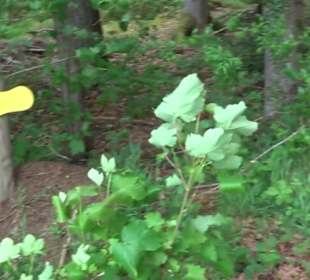 BarfussPark Hallwangen