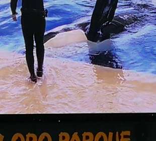 Loro Parque 