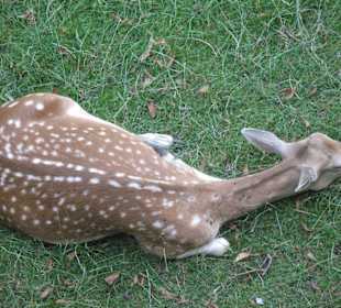 Un cerbiato ne parco del castello di Rapperswil