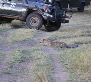 Leopard auf der Jagd