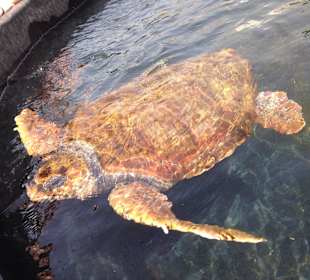 Schildkrötenstation