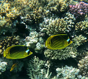 Schnorcheln Makadi Bay