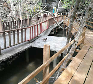 Mangroventour Peter Höfinger