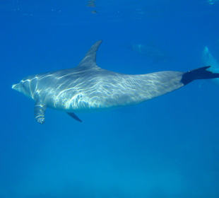 Bild vom Card Partner