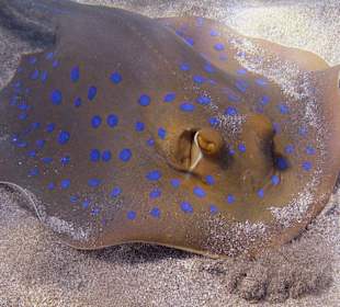 Podwodne życie w Abu Dabab