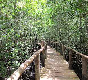 Fußweg durch die Mangroven