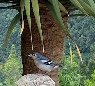 Inselrundfahrt La Palma