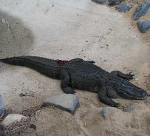 Mississippi-Alligator