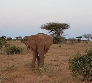 Tsavo Ost und West Safari