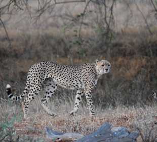 Tsavo Ost - Gepard