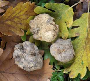 Weisser Trüffel/ white truffle