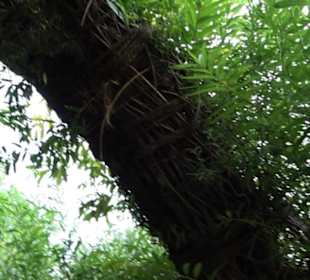 ALB-GOLD Naturgarten