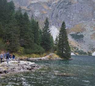 Sosny na morskim oku