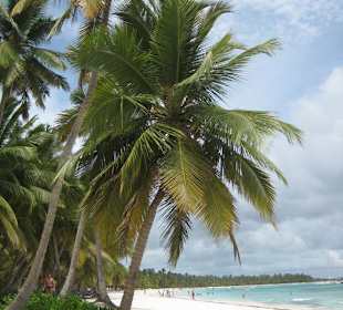 Saona-jede Palme ein Foto wert