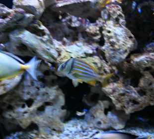 Meeresaquarium Zella Mehlis