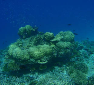 Hausriff Angaga Island Resort
