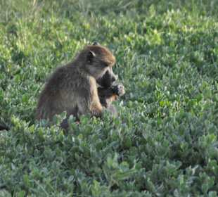 Amboseli