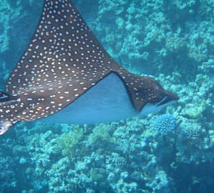 Grandiose Unterwasserwelt