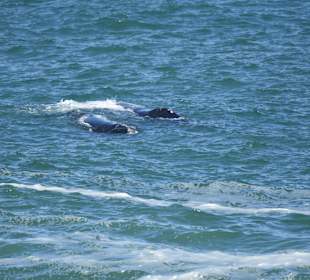 Whale Watching Hermanus