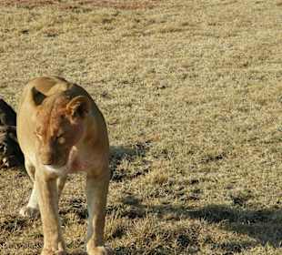 Muß man alles alleine machen
