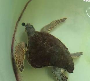 Schildkrötenrettungsstation 